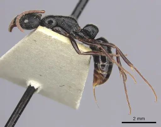 Leptogenys foveopunctata specimen CASENT0260380 image casent0260380_5