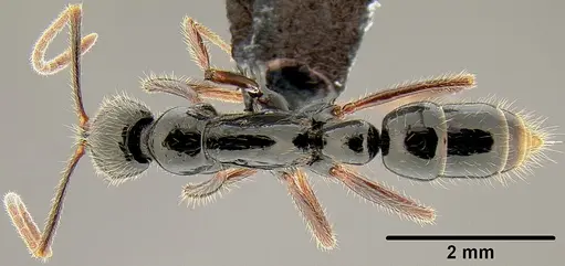 Leptogenys fugax specimen CASENT0171055 image casent0171055_1