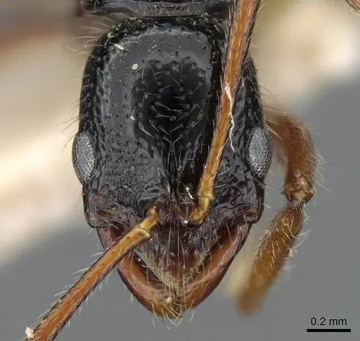 Leptogenys fugax specimen CASENT0905842 image casent0905842_2