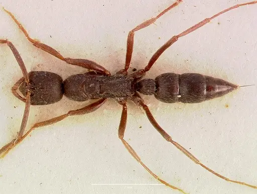 Leptogenys furtiva specimen SAM-ENT-0011533 image sam-ent-0011533_1