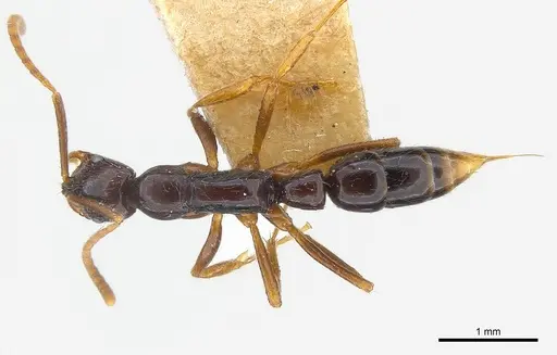 Leptogenys gagates specimen CASENT0217000 image casent0217000_1