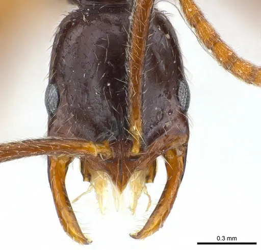 Leptogenys gagates specimen CASENT0217000 image casent0217000_2