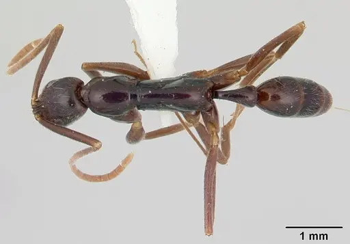 Leptogenys gaigei specimen CASENT0178804 image casent0178804_1