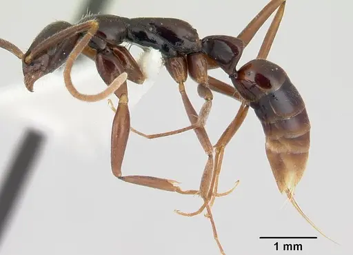 Leptogenys gaigei specimen CASENT0178804 image casent0178804_3