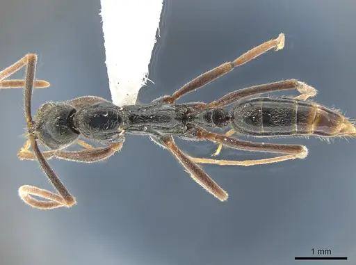 Leptogenys gaigei specimen DZUP549120 image dzup549120_1