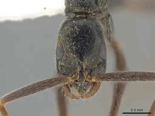 Leptogenys gaigei specimen DZUP549120 image dzup549120_2