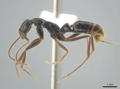 Leptogenys gaigei specimen DZUP549120 image dzup549120_3