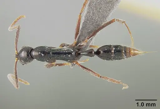 Leptogenys gaigei specimen USNMENT01124235 image usnment01124235_1