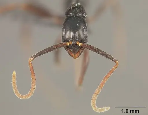 Leptogenys gaigei specimen USNMENT01124235 image usnment01124235_2