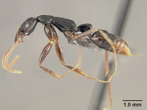 Leptogenys gaigei specimen USNMENT01124235 image usnment01124235_3