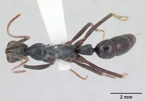 Leptogenys gatu specimen CASENT0178814 image casent0178814_1