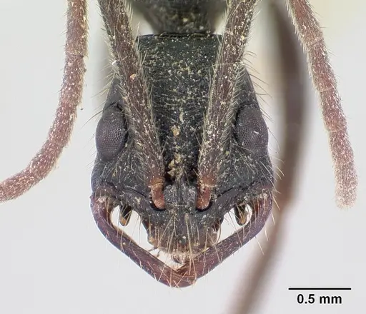Leptogenys gatu specimen CASENT0178814 image casent0178814_2
