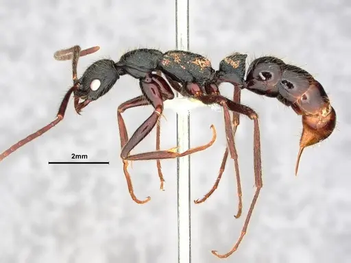 Leptogenys gatu specimen CASENT0843148 image casent0843148_3