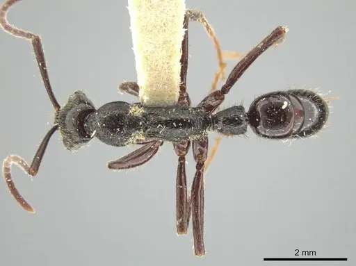 Leptogenys gatu specimen LACMENT142586 image lacment142586_1