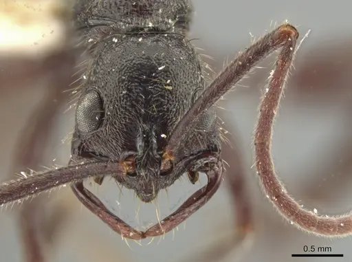 Leptogenys gatu specimen LACMENT142586 image lacment142586_2