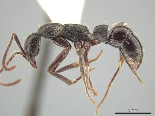 Leptogenys gatu specimen LACMENT142586 image lacment142586_3