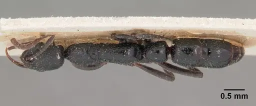 Leptogenys gracilis specimen CASENT0102017 image casent0102017_1