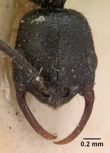 Leptogenys gracilis specimen CASENT0102017 image casent0102017_2