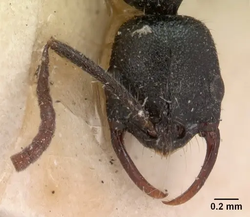 Leptogenys gracilis specimen CASENT0102017 image casent0102017_3