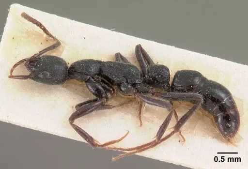 Leptogenys gracilis specimen CASENT0102017 image casent0102017_4