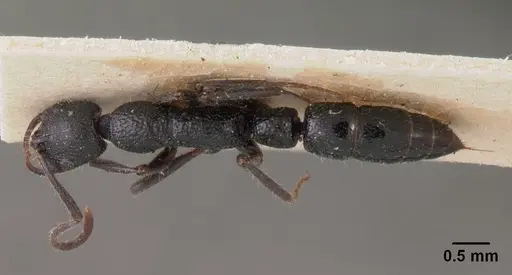 Leptogenys gracilis specimen CASENT0102018 image casent0102018_1