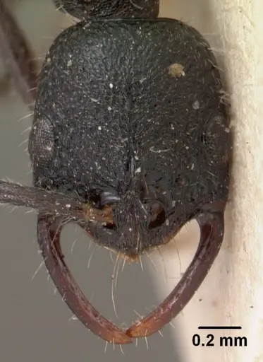 Leptogenys gracilis specimen CASENT0102018 image casent0102018_2