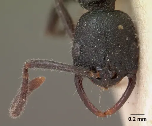 Leptogenys gracilis specimen CASENT0102018 image casent0102018_3