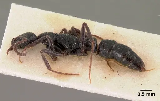 Leptogenys gracilis specimen CASENT0102018 image casent0102018_4