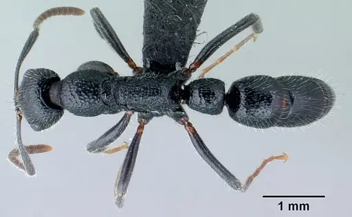 Leptogenys gracilis specimen CASENT0129782 image casent0129782_1