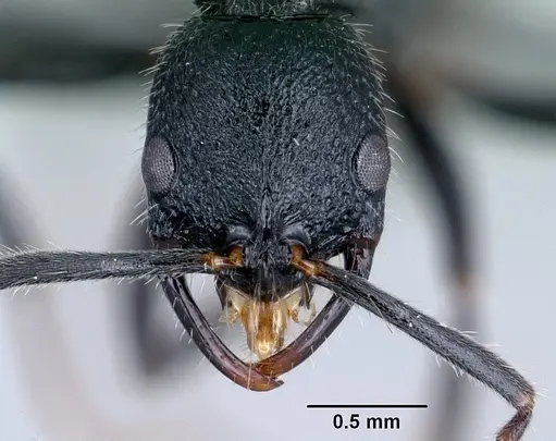 Leptogenys gracilis specimen CASENT0129782 image casent0129782_2