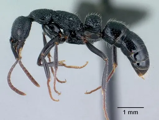 Leptogenys gracilis specimen CASENT0129782 image casent0129782_3