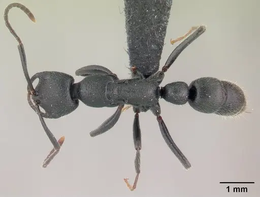 Leptogenys gracilis specimen CASENT0147121 image casent0147121_1