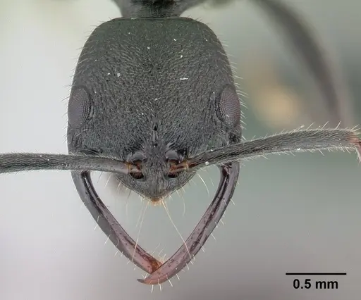 Leptogenys gracilis specimen CASENT0147121 image casent0147121_2
