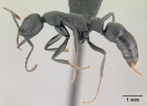 Leptogenys gracilis specimen CASENT0147121 image casent0147121_3