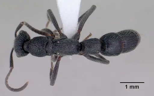 Leptogenys gracilis specimen CASENT0416193 image casent0416193_1