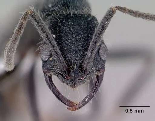 Leptogenys gracilis specimen CASENT0416193 image casent0416193_2
