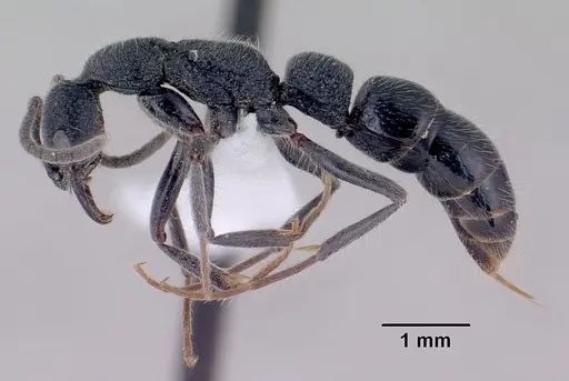 Leptogenys gracilis specimen CASENT0416193 image casent0416193_3
