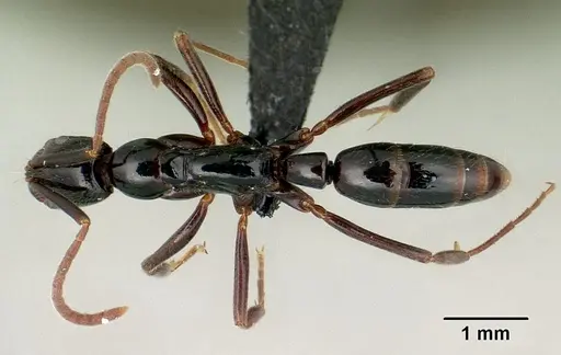 Leptogenys grandidieri specimen CASENT0478869 image casent0478869_1