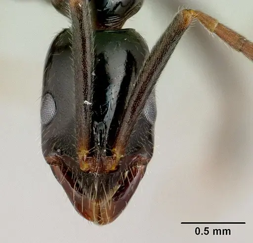 Leptogenys grandidieri specimen CASENT0478869 image casent0478869_2