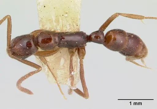 Leptogenys guianensis specimen CASENT0178828 image casent0178828_1