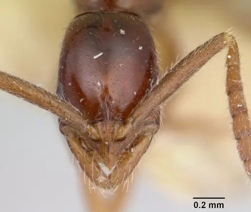 Leptogenys guianensis specimen CASENT0178828 image casent0178828_2