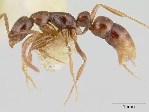 Leptogenys guianensis specimen CASENT0178828 image casent0178828_3