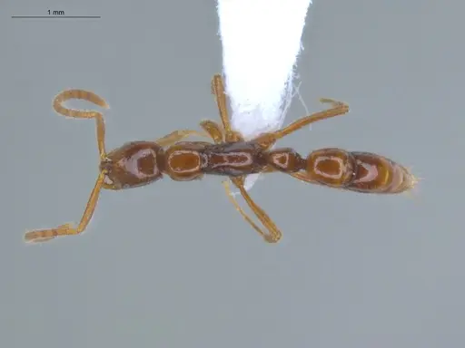 Leptogenys guianensis specimen ECOFOG-LA15-0123-03 image ecofog-la15-0123-03_1