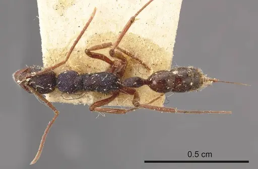 Leptogenys hackeri specimen ANTWEB1008198 image antweb1008198_1