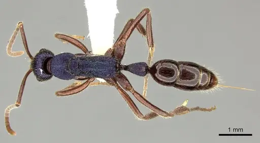 Leptogenys hackeri specimen CASENT0270554 image casent0270554_1