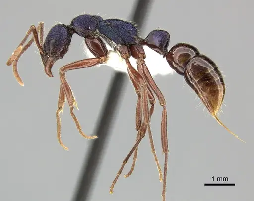 Leptogenys hackeri specimen CASENT0270554 image casent0270554_3