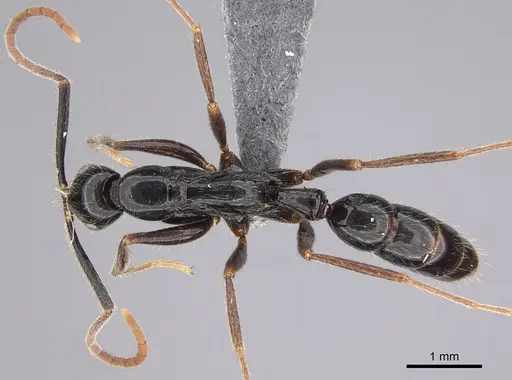 Leptogenys harmsi specimen CASENT0284148 image casent0284148_1