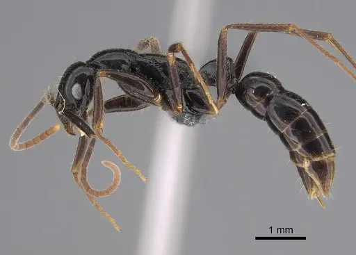 Leptogenys harmsi specimen CASENT0284148 image casent0284148_3