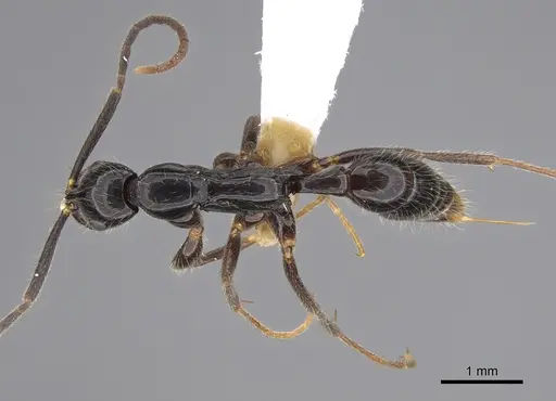 Leptogenys harmsi specimen CASENT0887825 image casent0887825_1