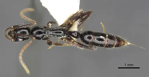 Leptogenys harmsi specimen CASENT0902619 image casent0902619_1